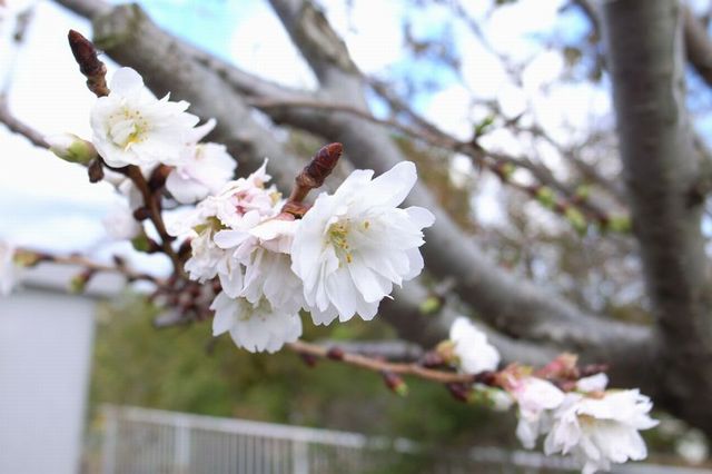 冬の桜.JPG